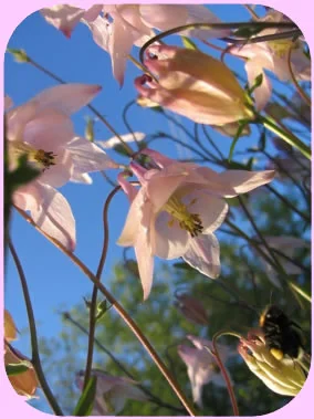 Aquilegia