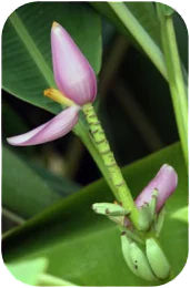 banana flower