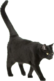 doris the cat