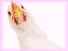 chicken