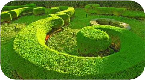 crop circle in front lawn
