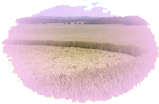 crop circle