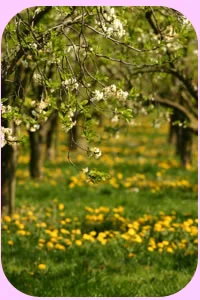 dandelions & apple blossom