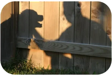 dog and man
