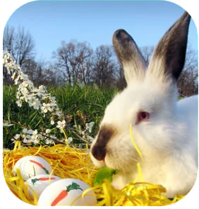 easter bunny