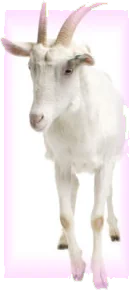goat