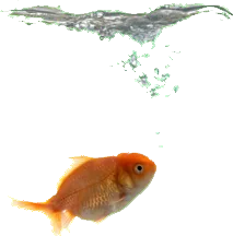 gold fish