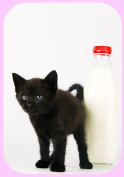 kitten