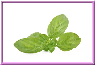 basil for love spells