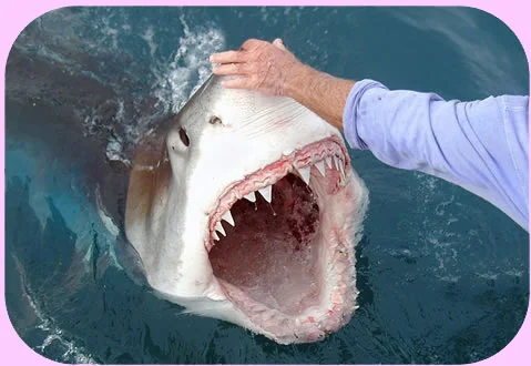 man & shark