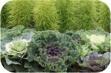 ornamental cabbages