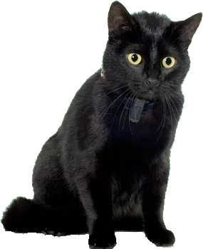 psychic cat