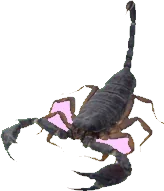 scorpion