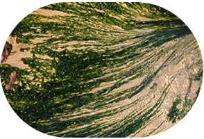 seaweed