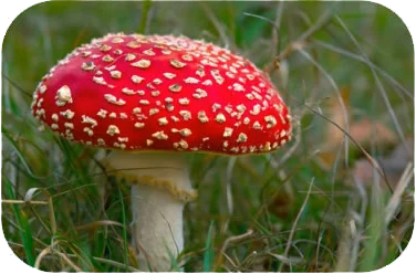 toadstool
